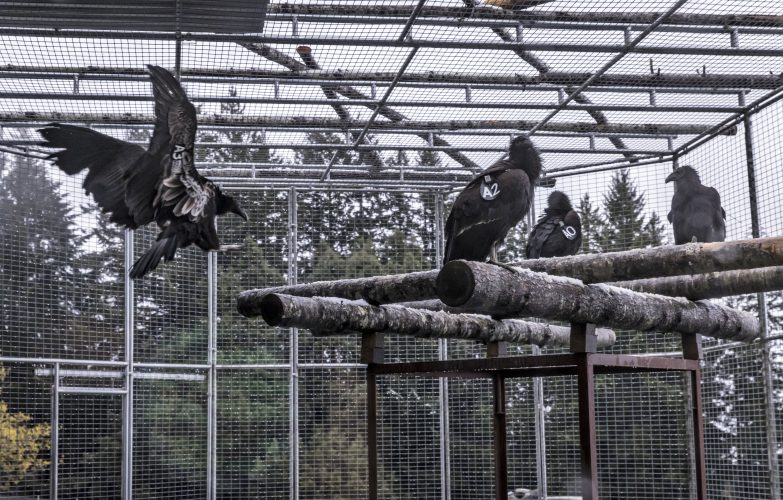 Condors soar again over Northern California coastal redwoods
